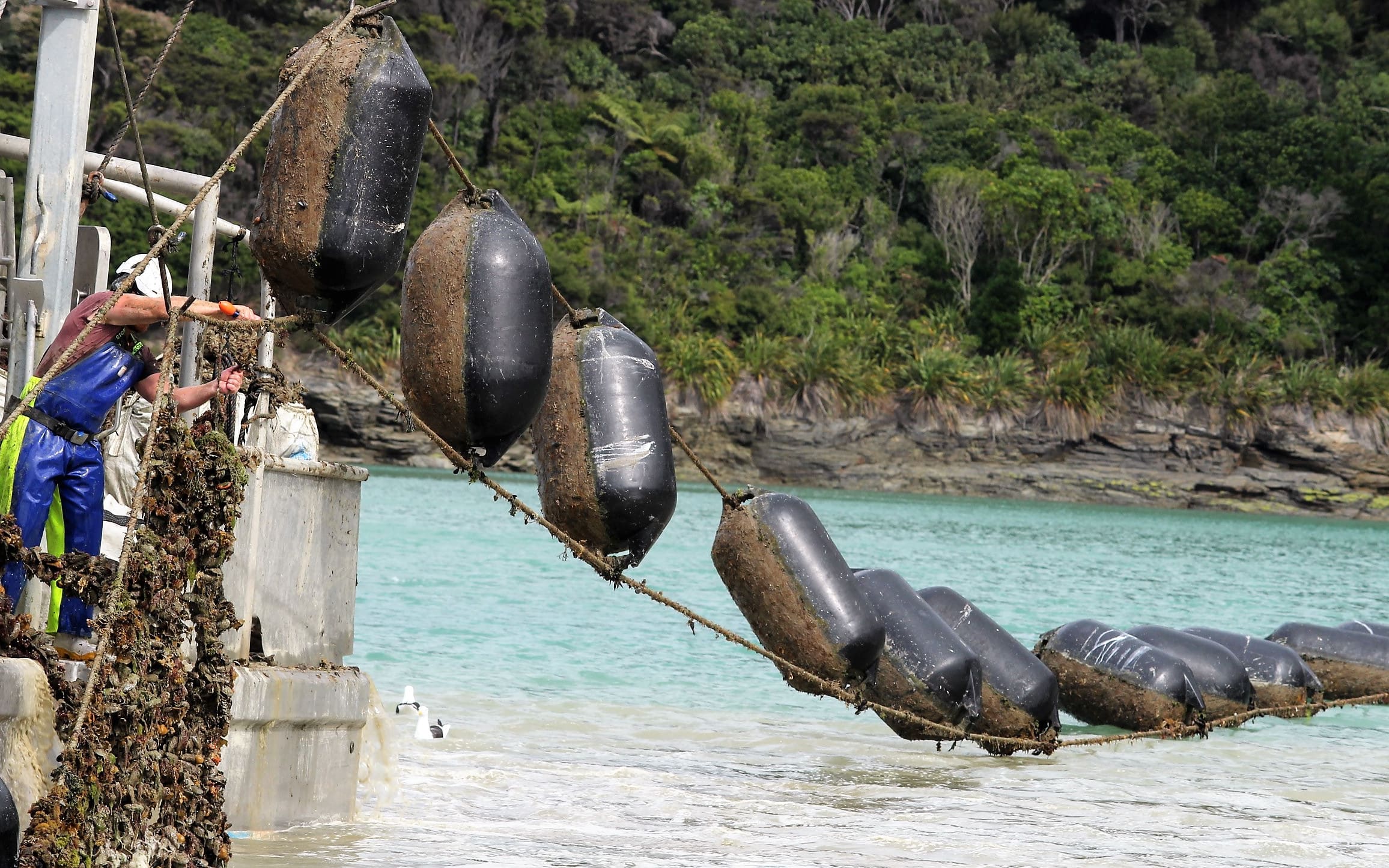 A mussel farm. The aquaculture industry is hoping to develop offshore marine farms.