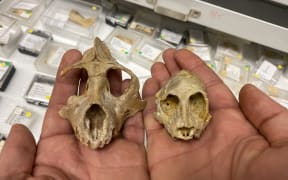 Skulls of 29-million-year-old primates.