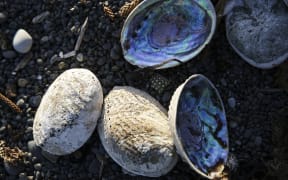 A pile of paua on the beach.