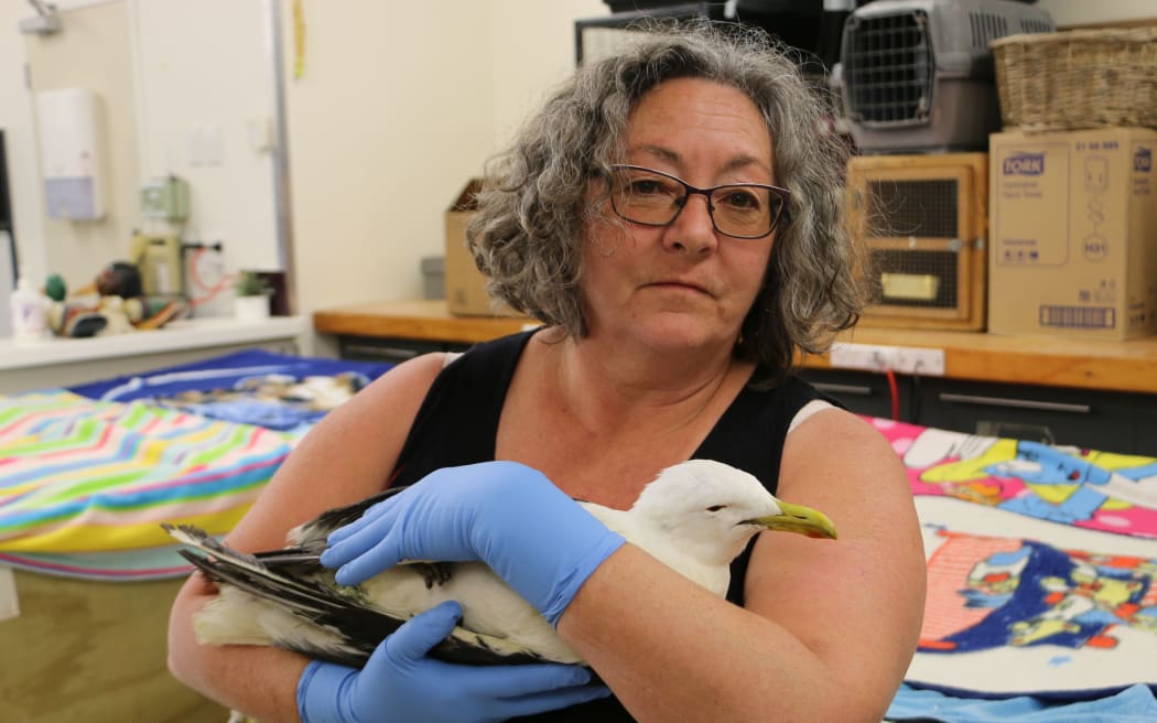 Black-backed gulls were possibly poisoned