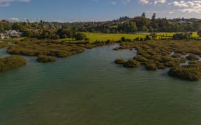 Hobson Bay in central Auckland.