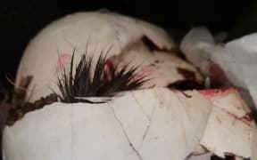 A kiwi chick has survived being run over by 13-tonne digger