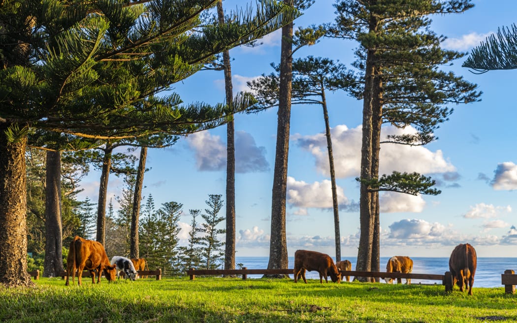 Cows grazing, Norfolk Island, Australia, Pacific (Photo by Michael Runkel / Robert Harding RF / robertharding via AFP)
