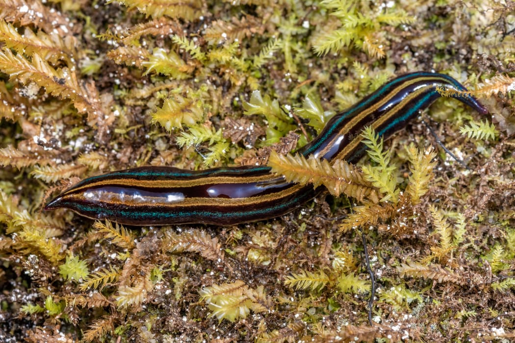 Flatworm (Australopacifica