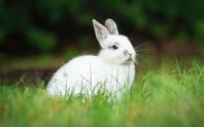 White bunny rabbit in grass