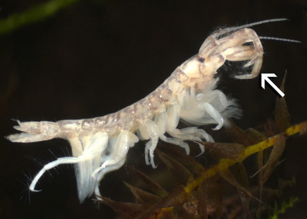 Amphipod