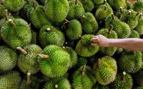 (230920) -- CHUMPHON, Sept. 20, 2023 (Xinhua) -- A worker piles freshly harvested durians at an orchard in Chumphon, Thailand, Sept. 18, 2023. According to data from Thailand's Ministry of Commerce, China was the largest export market for Thai durians in 2022, accounting for more than 96 percent of the total export volume. As the vast majority of durians sold in the Chinese market are imported from Southeast Asia, the "king of fruits" has emerged as a prominent symbol of the booming China-ASEAN cooperation and China's vast market potential.
    The flow of goods in this regional market has continued to benefit from tariff-free policies and expanded market access under the frameworks of the China-ASEAN Free Trade Area and the Regional Comprehensive Economic Partnership (RCEP).    
    In the first five months of this year, Guangxi imported 3.66 billion yuan worth of fruits from ASEAN countries, a marked rise of 194 percent year on year. Among the most notable increases is durian, which surged 516 percent...