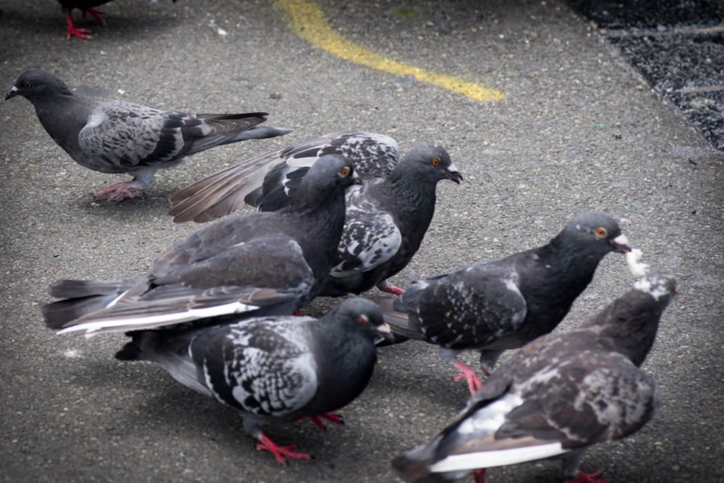 The local inhabitants of Pigeon Park, Wellington
