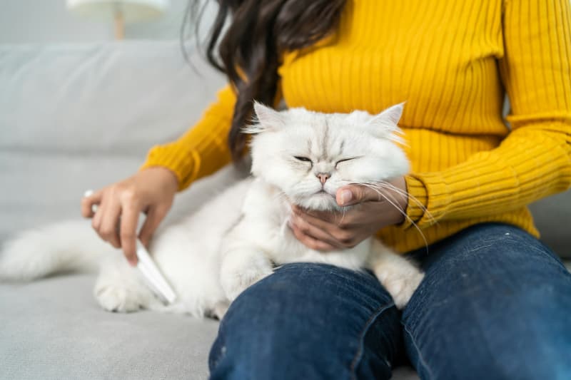 A woman with her fluffy white cat on her lap.