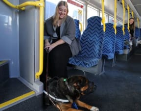 Large dogs on buses