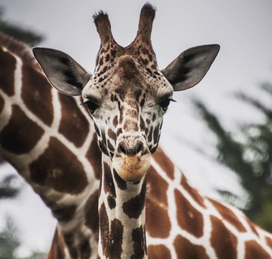 Baby giraffe (Photo by Juan Carlos Gomez on Unsplash)