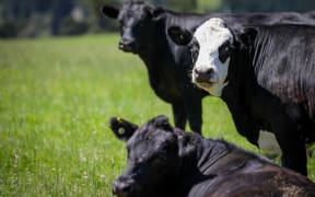 Canterbury region farms