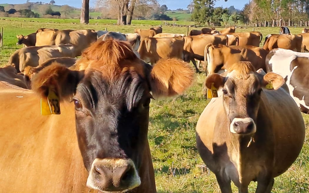 Jersey Cows in autumn light