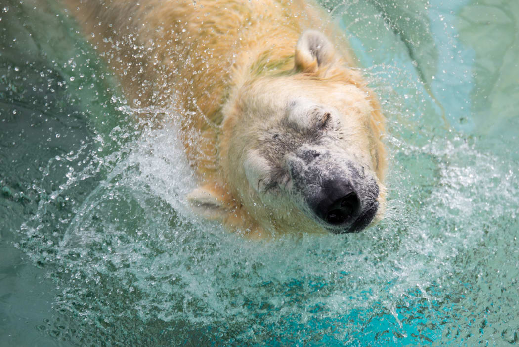 Inuka, a senior polar bear, shakes his head as he lounges in the pool in his enclosure at the Singapore Zoo on December 26, 2017.
The zoo commemorated Inuka's 27th birthday, which is equivalent to more than 70 years in human terms. / AFP PHOTO / TOH Ting Wei