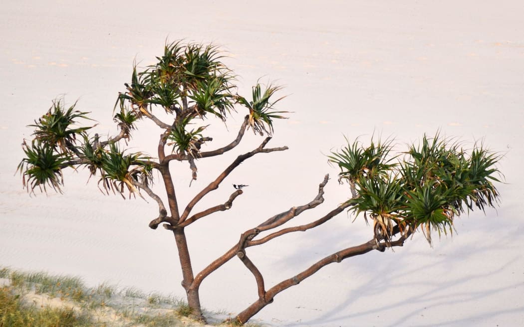 A cabbage tree growing by a sand dune. (File photo)