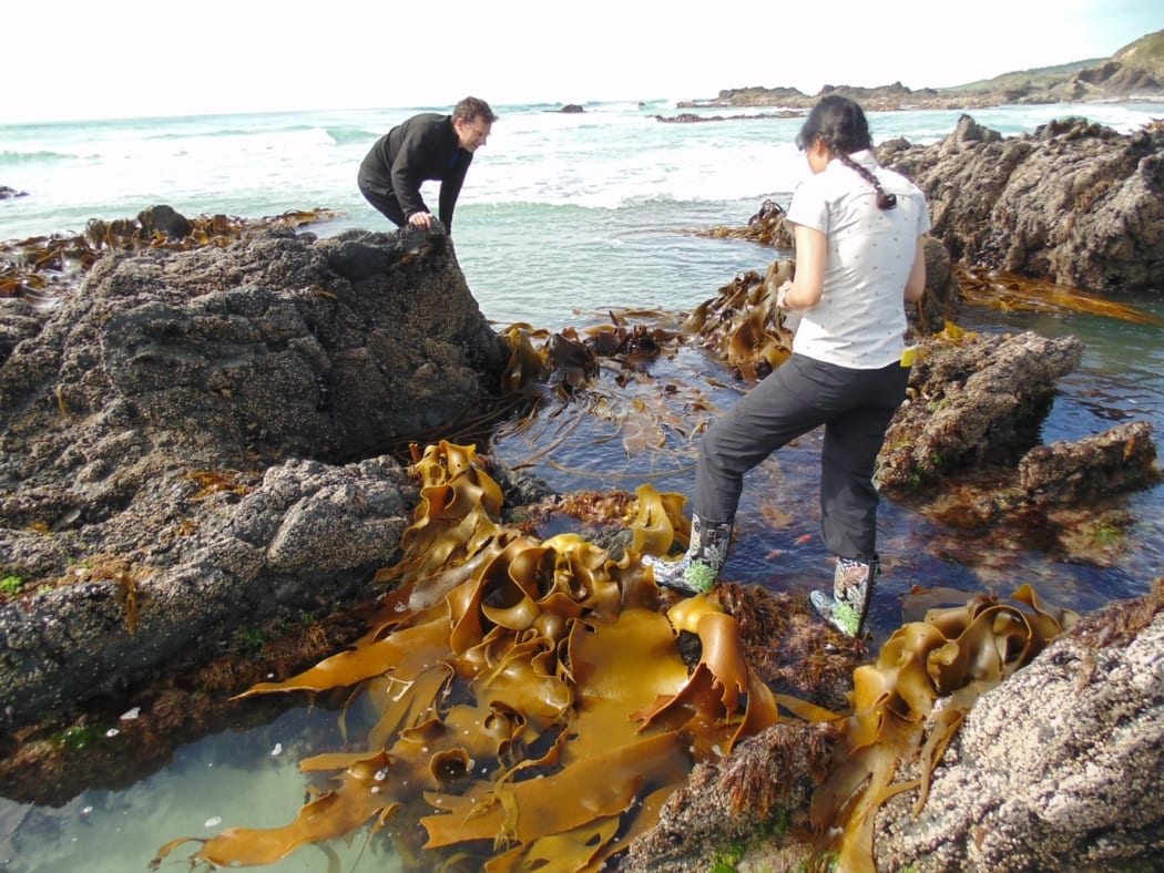 Otago biologists (Prof Jon Waters and PhD student Elahe Parvizi) sampling kelp on the southern New Zealand coast.