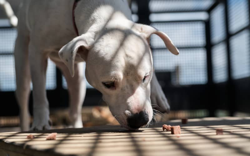 Since opening in 2021, Pet Refuge has helped hundreds of pets escape family violence and find new homes.