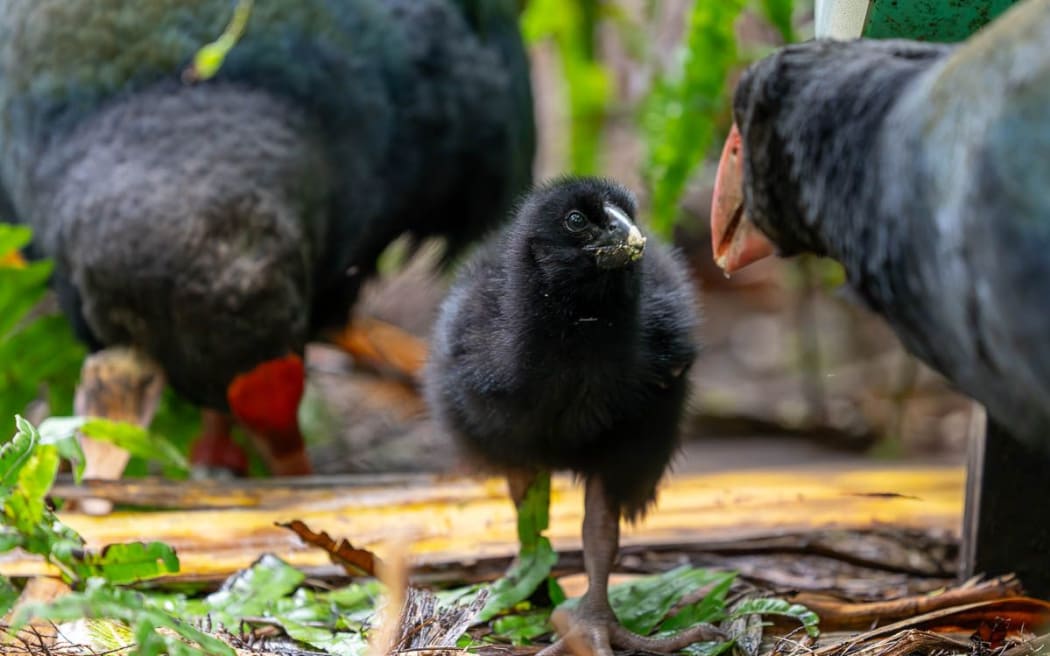 Takahē are a threatened, nationally vulnerable bird, with an estimated population of around 500.