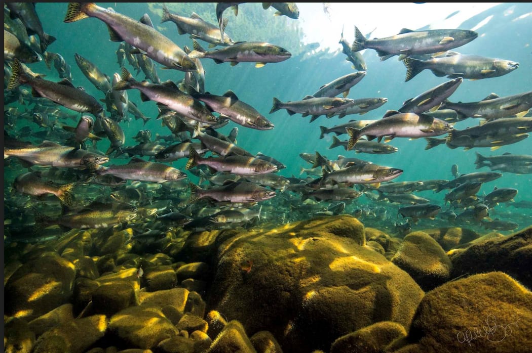 Pink Salmon