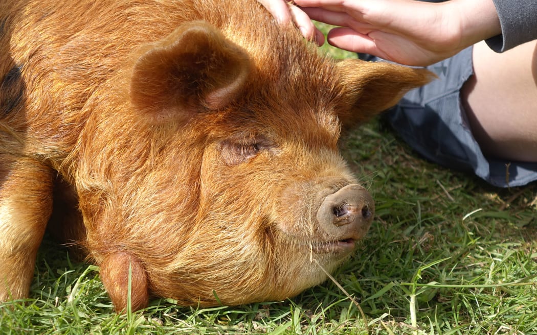 Peggy and Sue will be separated from the other pigs until they're back to an ideal weight.