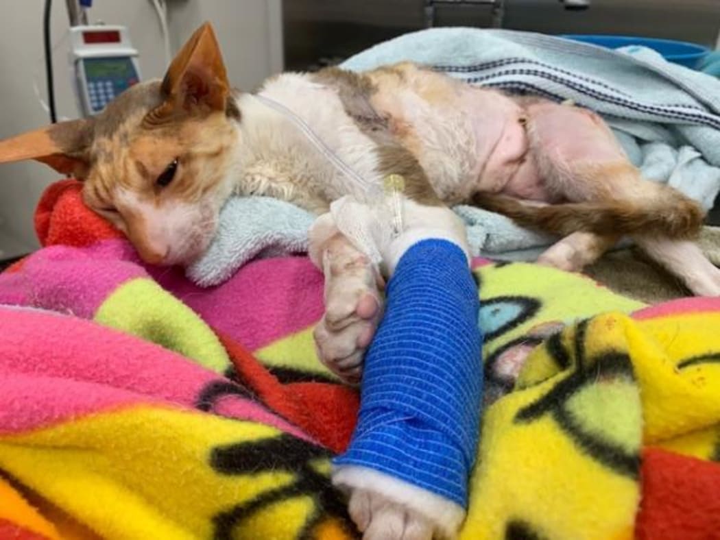 Miss Lucy after surgery