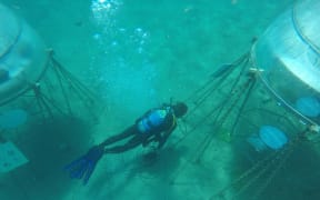 Nemo's Gardens - an underwater farm in Liguria