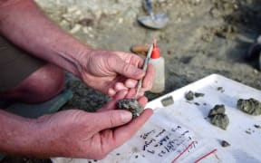 A close up of two hands holding a fossil buried in a small rock. Someone is holding a sharp dental tool and using it to scrape away the rock. In the background is muddy ground strewn with tools like spades and rinsing bottles.