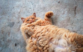 red fat cat lying on his back on the pavement