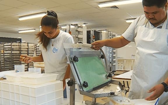 A sterile male mosquito breeding facility at the Louis Malardé Institute entomolgy lab.