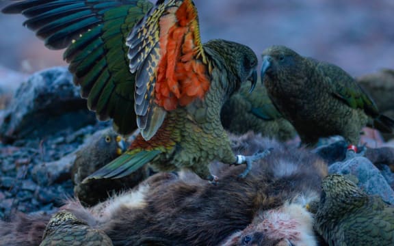 A group of five olive-green parrots gather around a dead goat carcass splayed out on the rocks. One parrot is perched on top of the carcass with its wings outstretched, revealing a bright orange underwing.