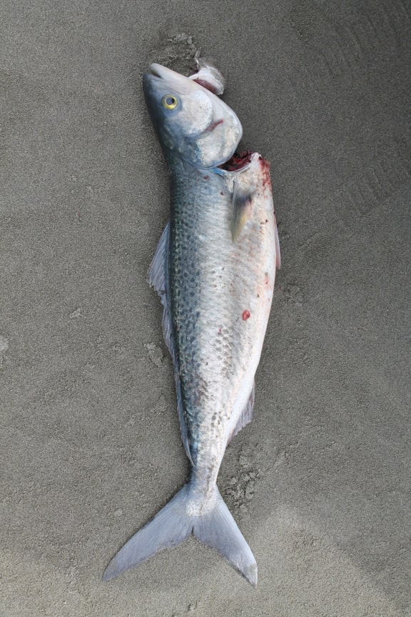 A kahawai
