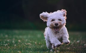 happy running puppy