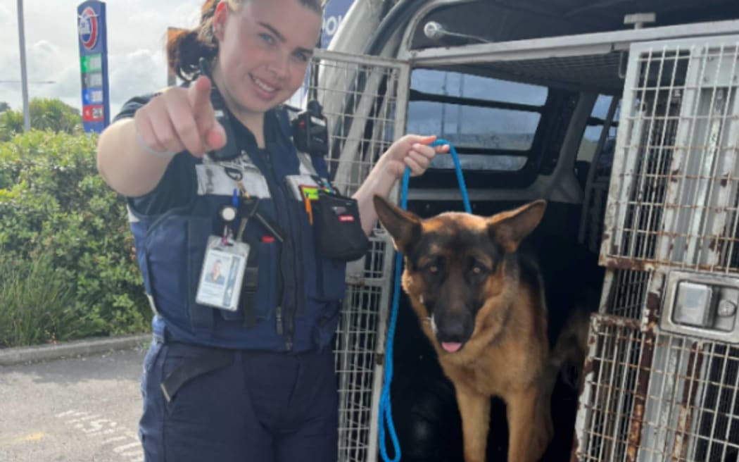 A German shepherd rescued from a crash in Auckland on Friday morning.
