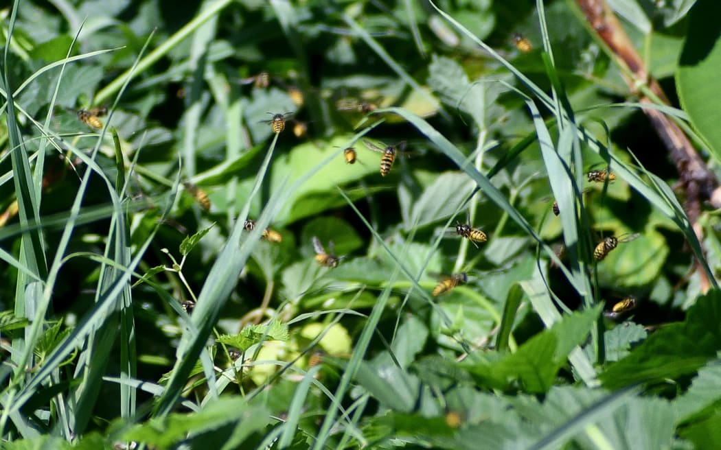 A vacant Ngongotahā property was inundated with wasps, but a pest control specialist has now dealt to it.