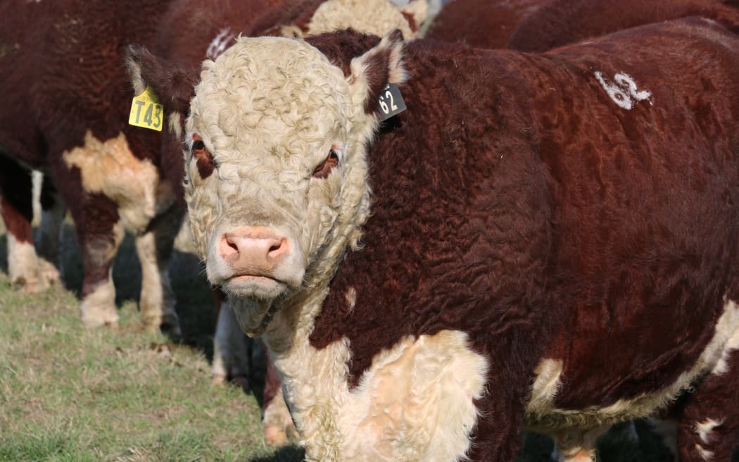 Silverstream Bull sale