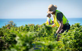 Harvesting cannabis flowers at Puro's Kēkerengū farm on the Kaikōura Coast.
