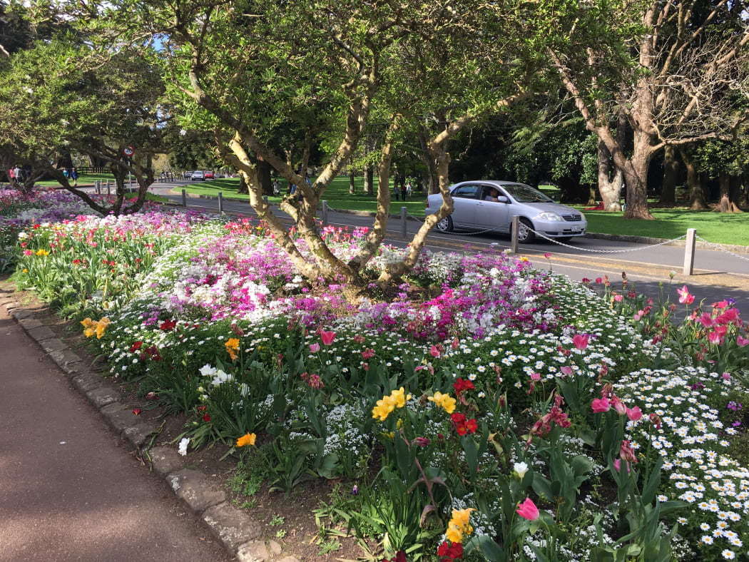 Cornwall Park in Spring