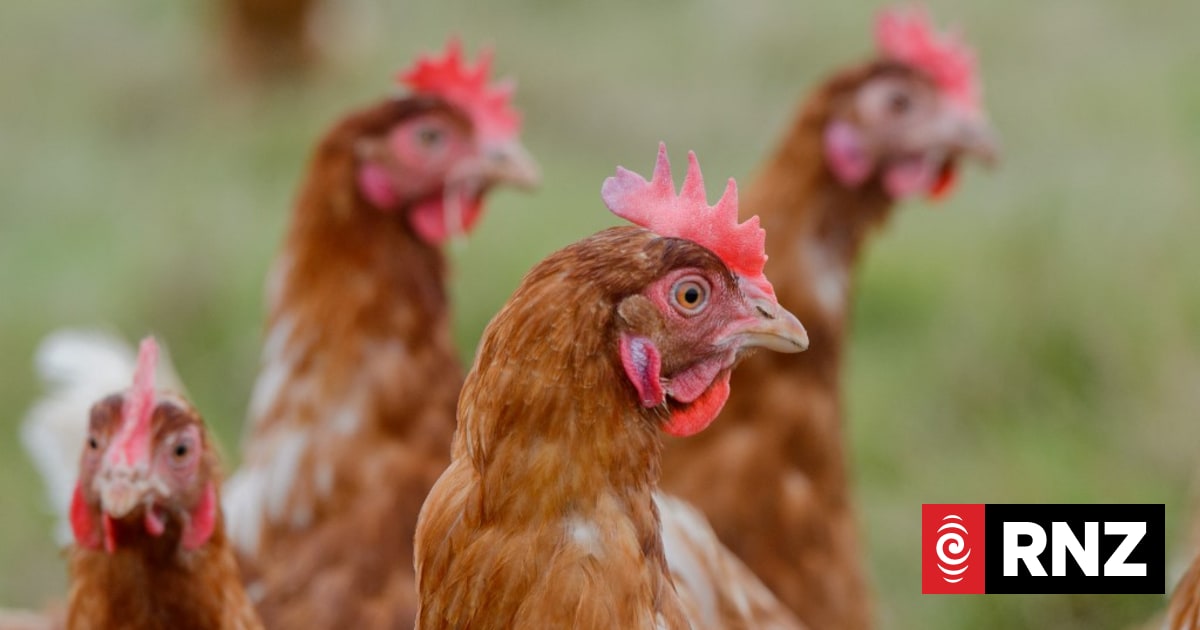 Poultry farmers required to create bird flu biosecurity plan