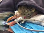 Penguin patient