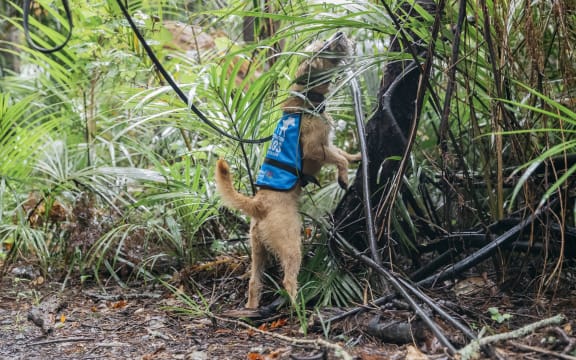 A small wirey dog sniffing a tree.