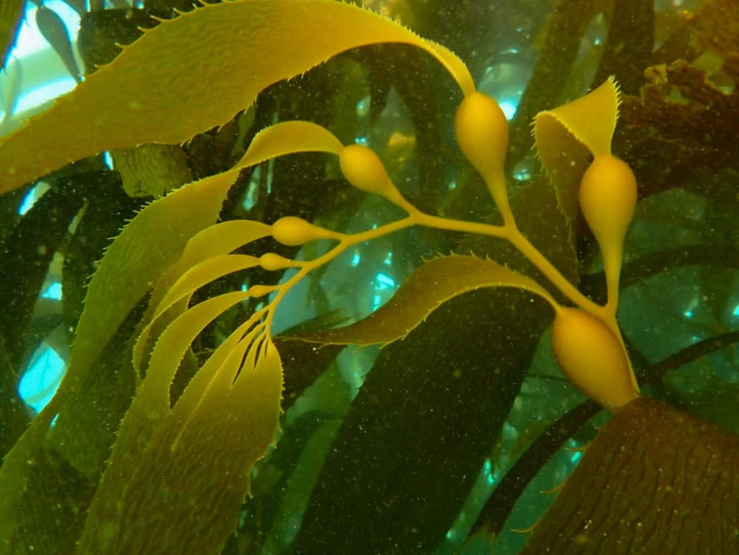 Kelp