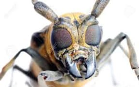 borer