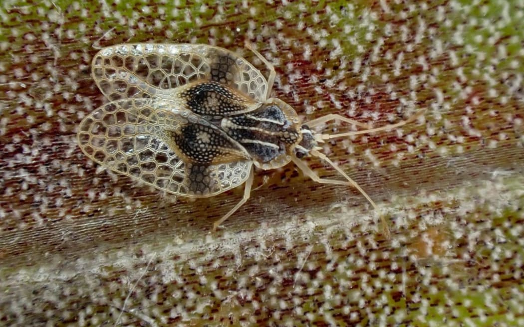 Astelia Lacebug