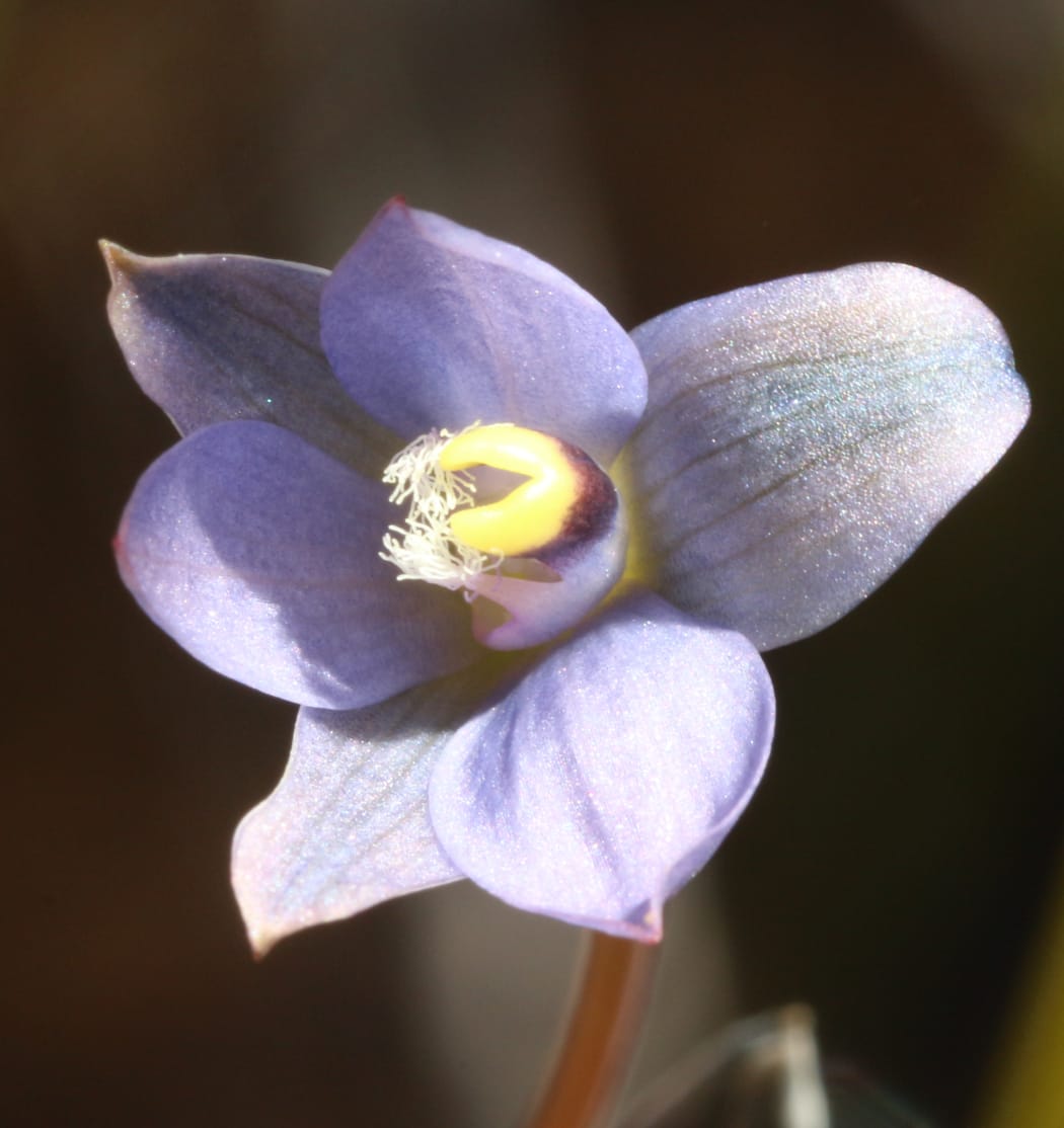 Thelymitra ‘Ahipara’ Flower Lake Ohia