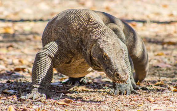 A Komodo dragon on Komodo Island.