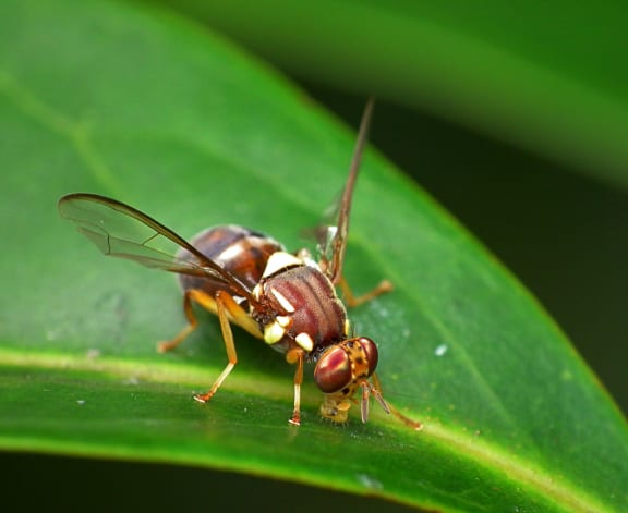 The Queensland fruit fly (Bactrocera tryoni).