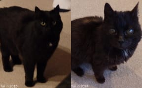 A before and after shot of Tui the cat. On the left is Tui in 2016 and on the right is Tui in 2024. She basically looks the same. A black cat.