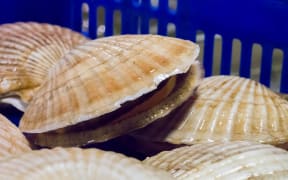 Fresh shellfish. (File pic)