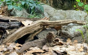 A grey-green, lizard-like reptile with a long tail and spines along its back sits among the leaf litter in front of rocks and a gnarled tree root.