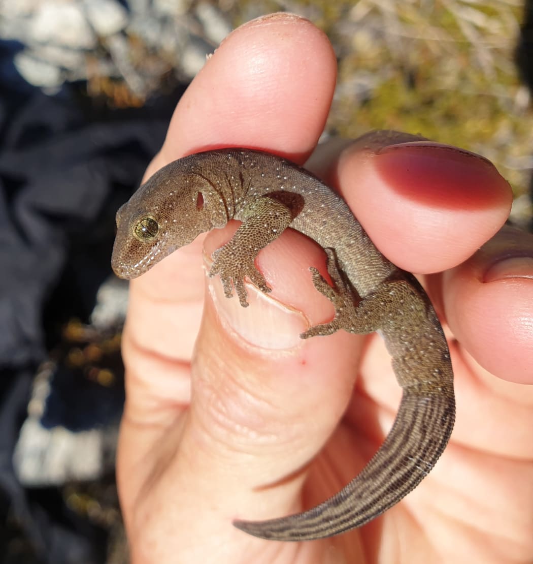 Nelson Lakes gecko.